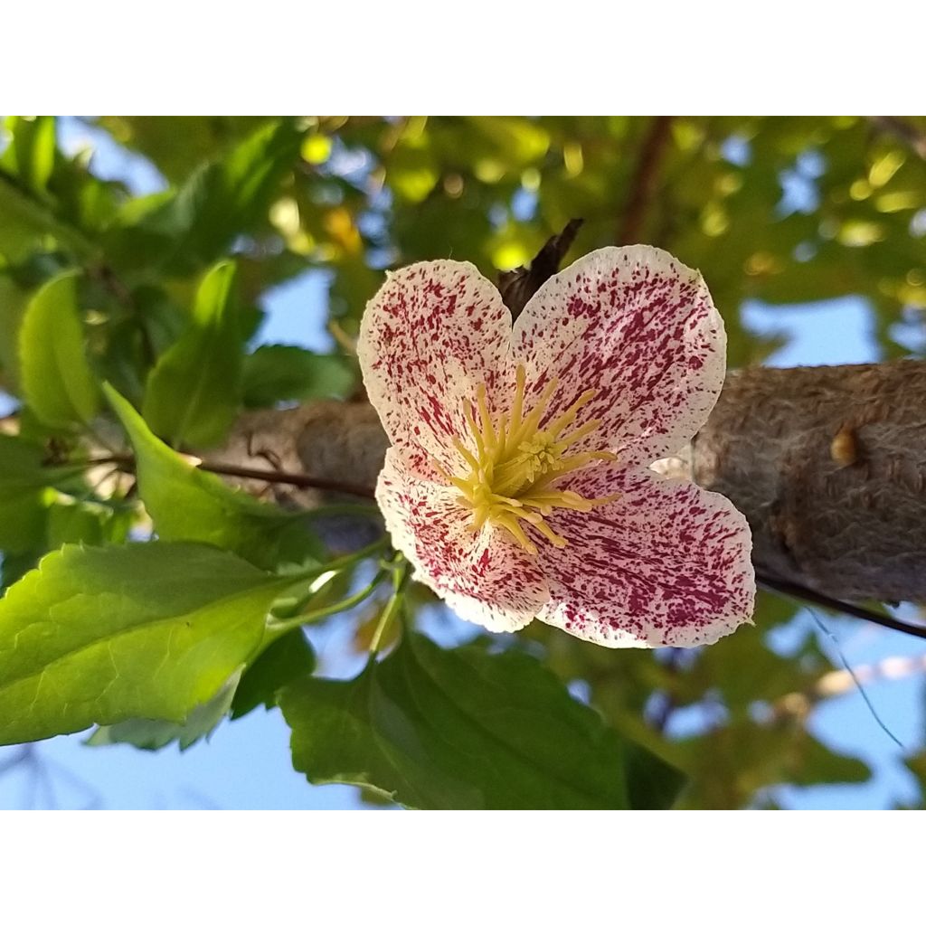 Clematis cirrhosa Freckles - Aján