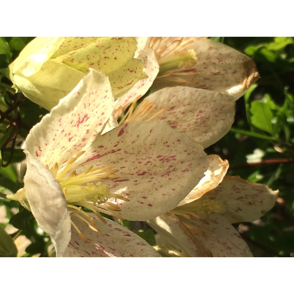 Clematis cirrhosa Winter Parasol - Aján