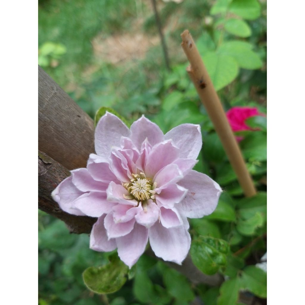 Clematis Dancing Queen