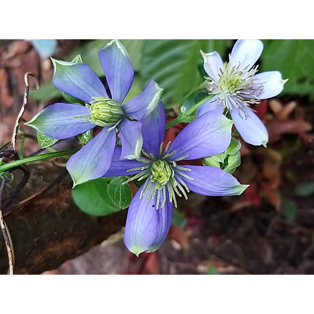 Clematis Fuji Musume