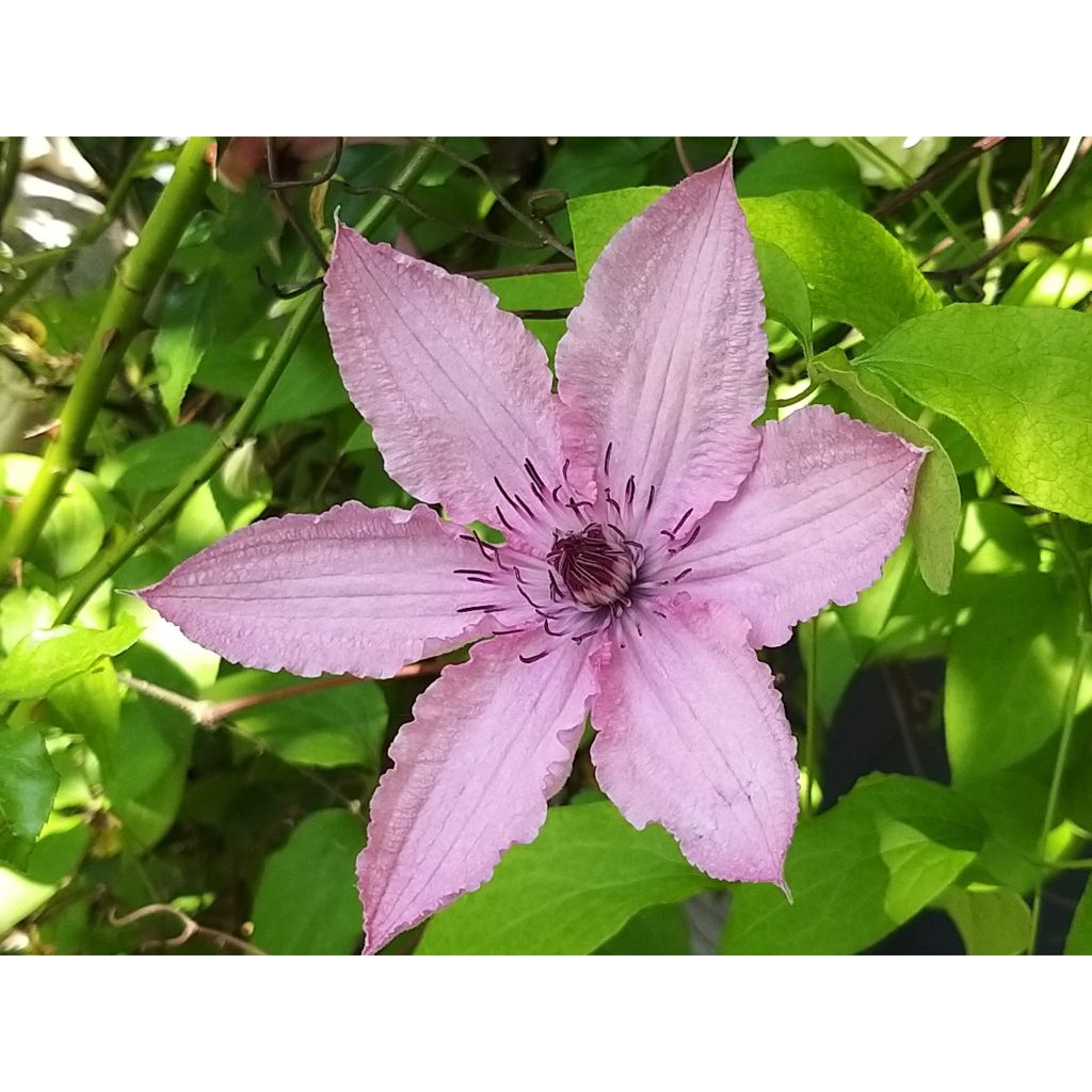 Clematis Hagley hybride