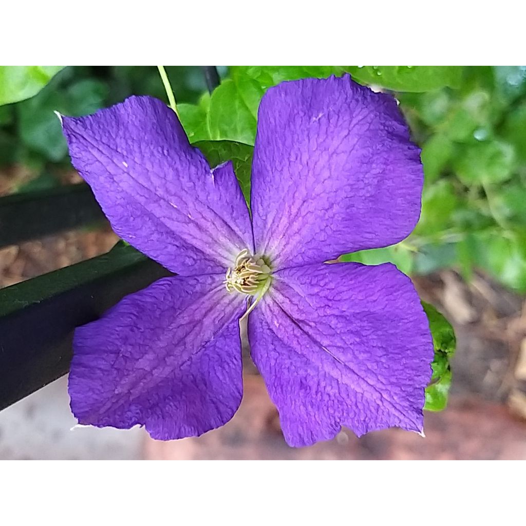 Clematis jackmanii Superba