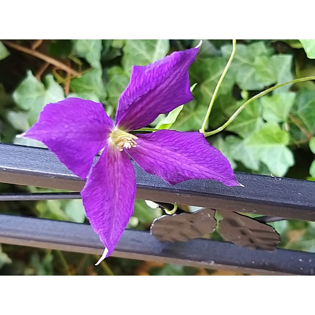 Clematis jackmanii Superba