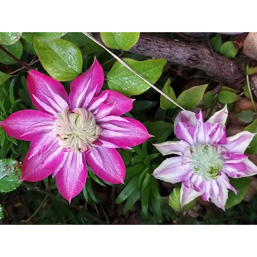 Clematis Kaiser