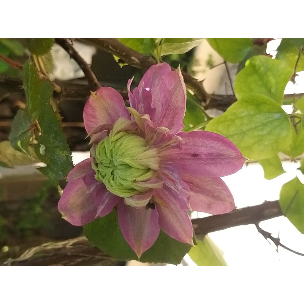 Clematis Kaiser