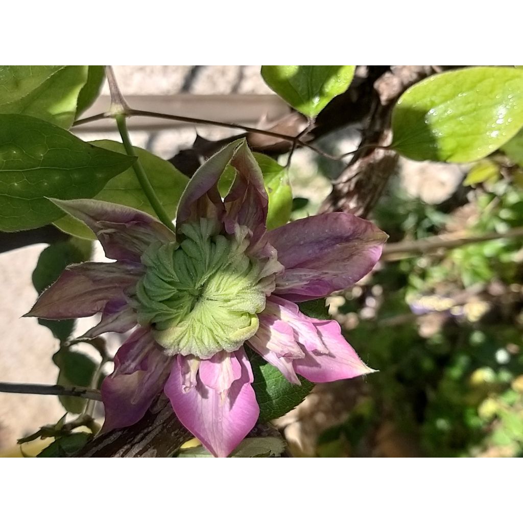 Clematis Kaiser