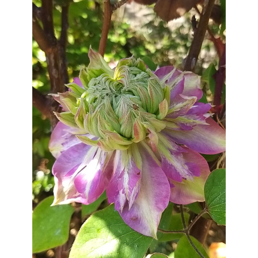 Clematis Kaiser