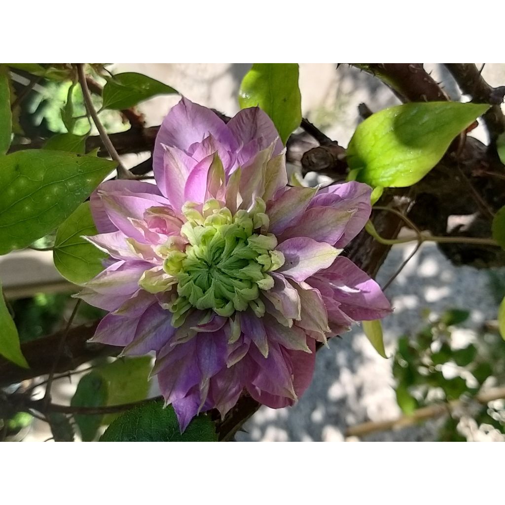 Clematis Kaiser