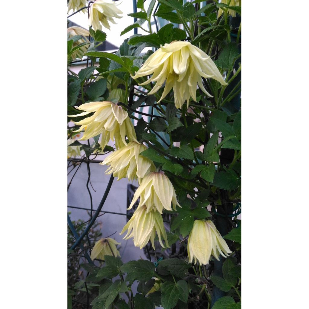 Clematis koreana Amber