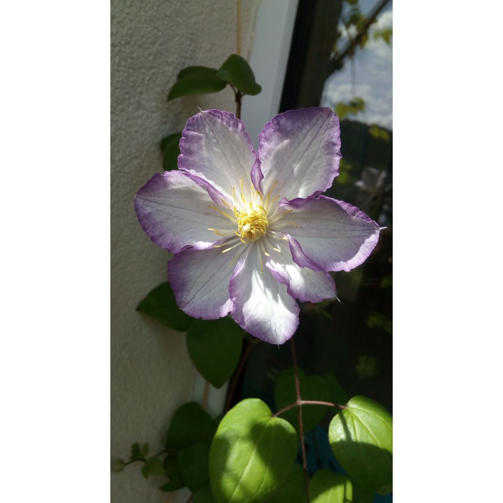 Clematis jackmanii Lucky Charm