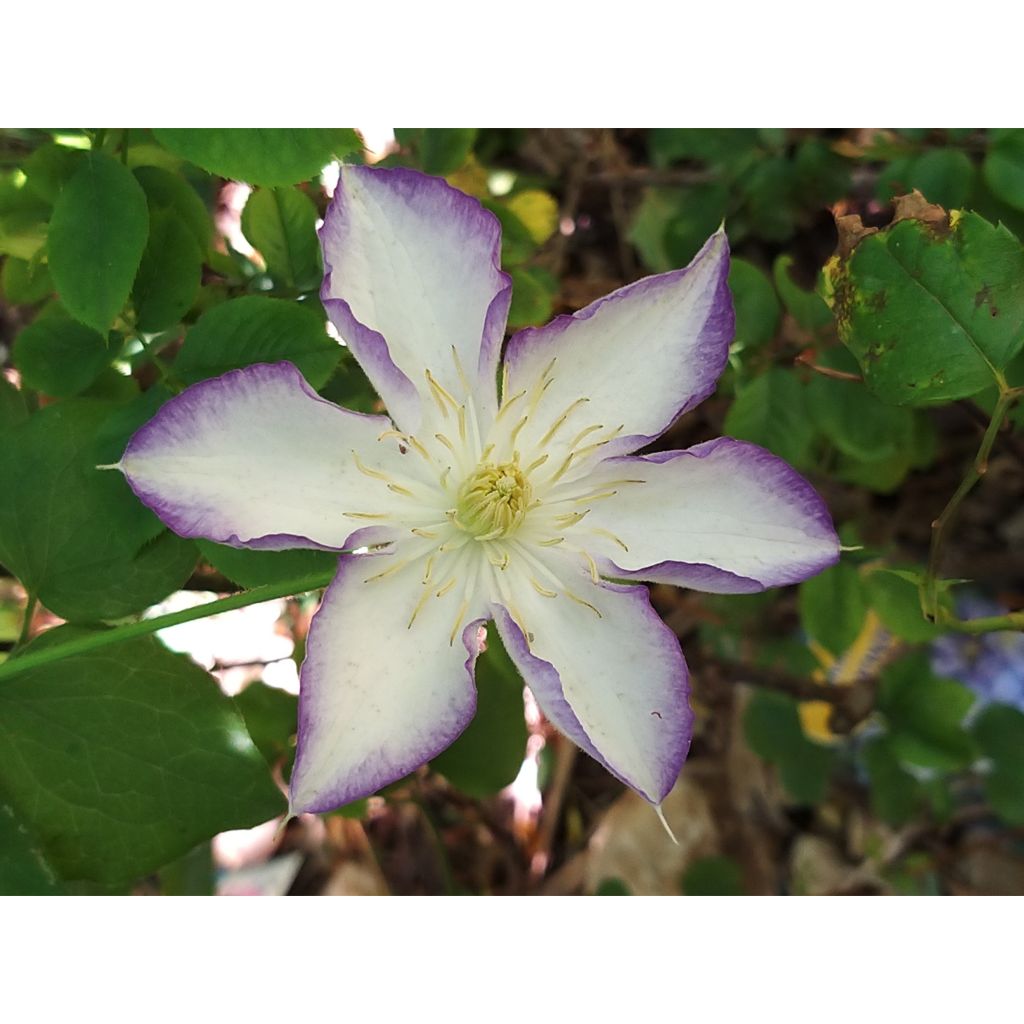 Clematis jackmanii Lucky Charm