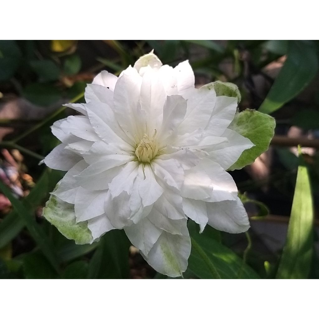 Clematis Maria Skłodowska Curie