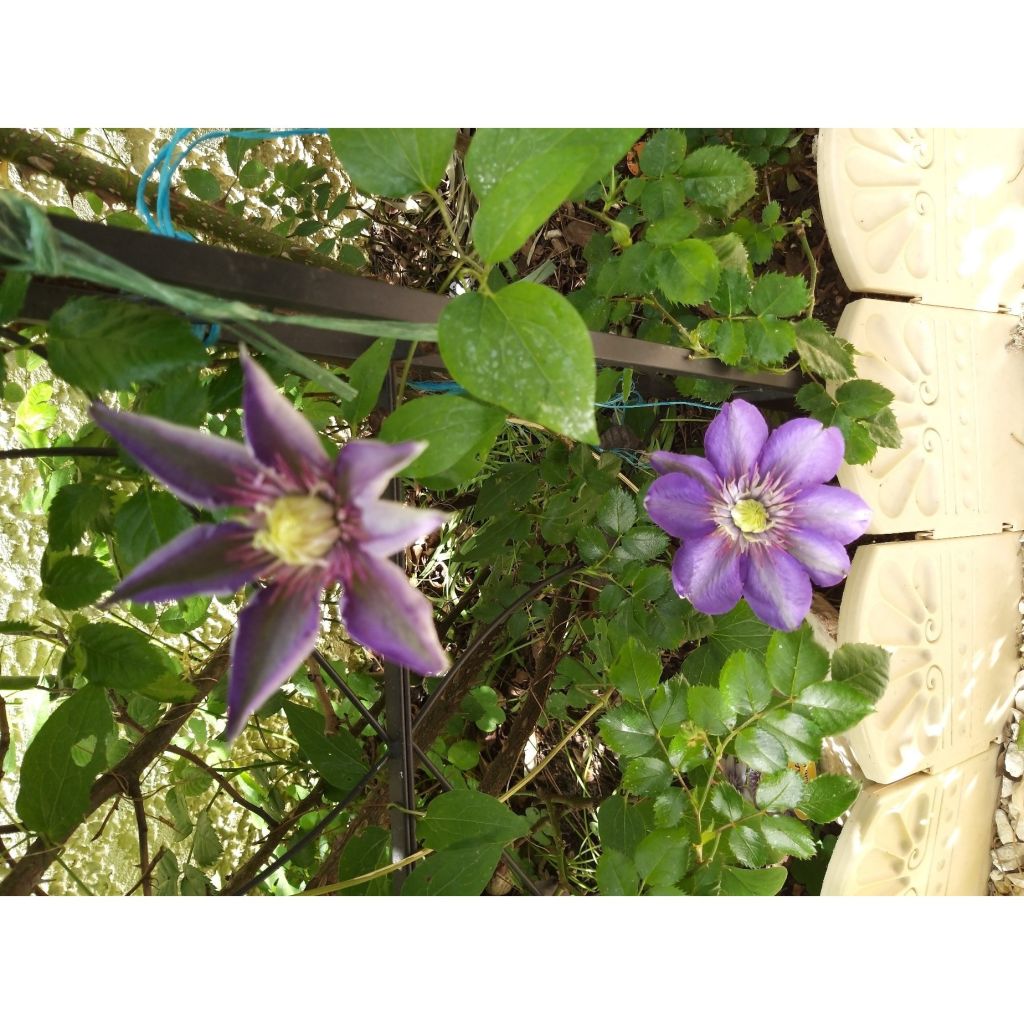 Clematis Multi Blue