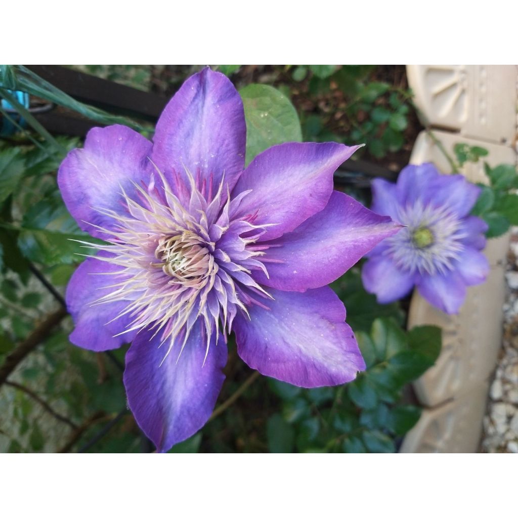 Clematis Multi Blue