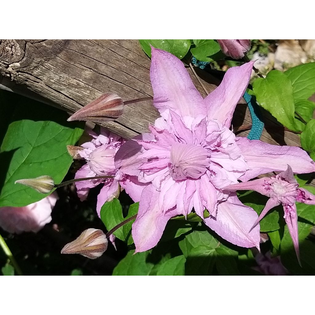 Clematis Multi Pink