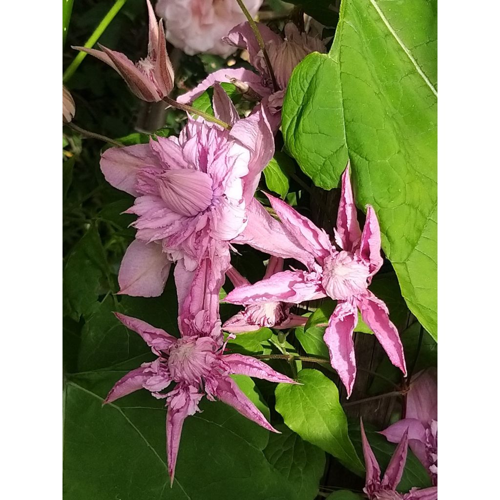 Clematis Multi Pink