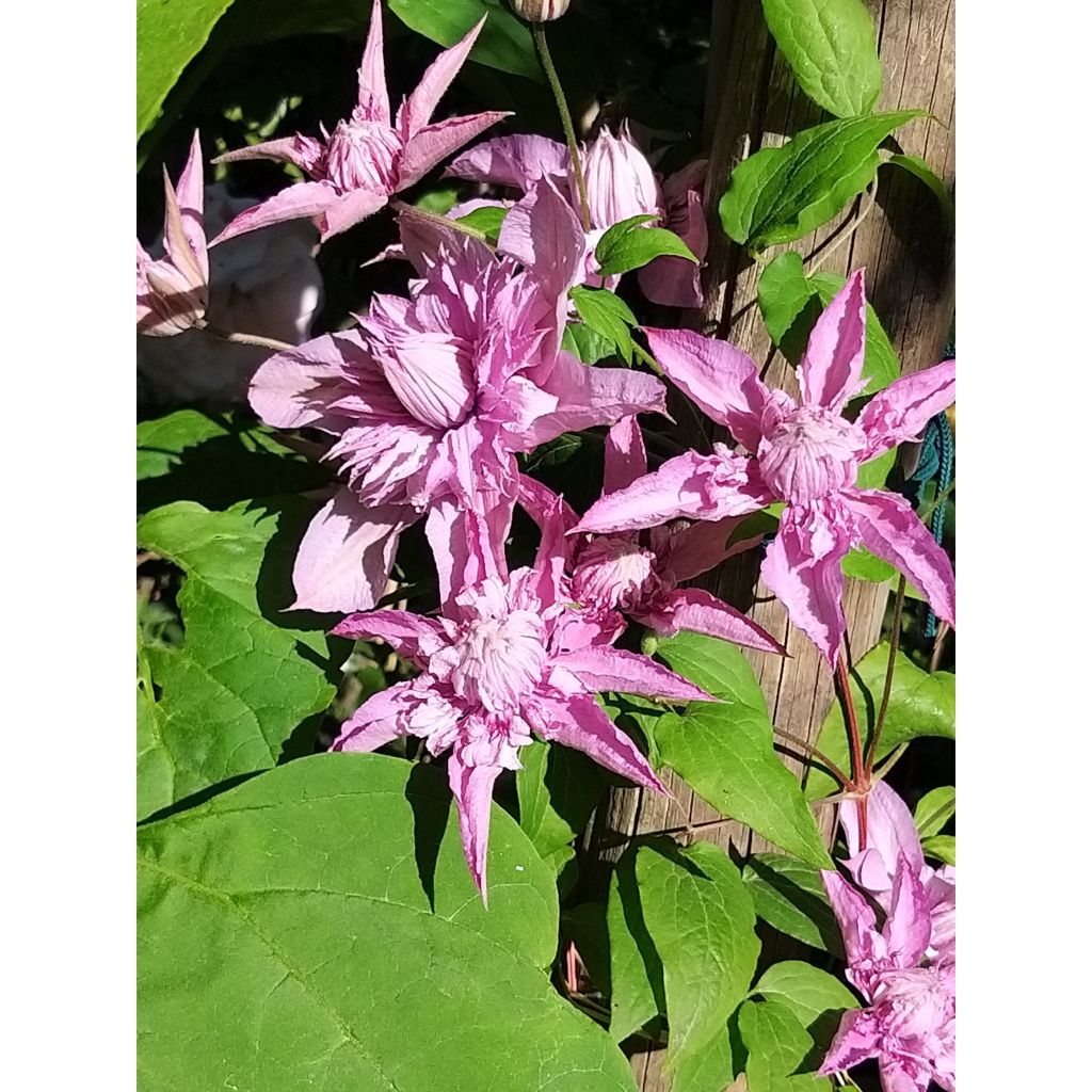 Clematis Multi Pink