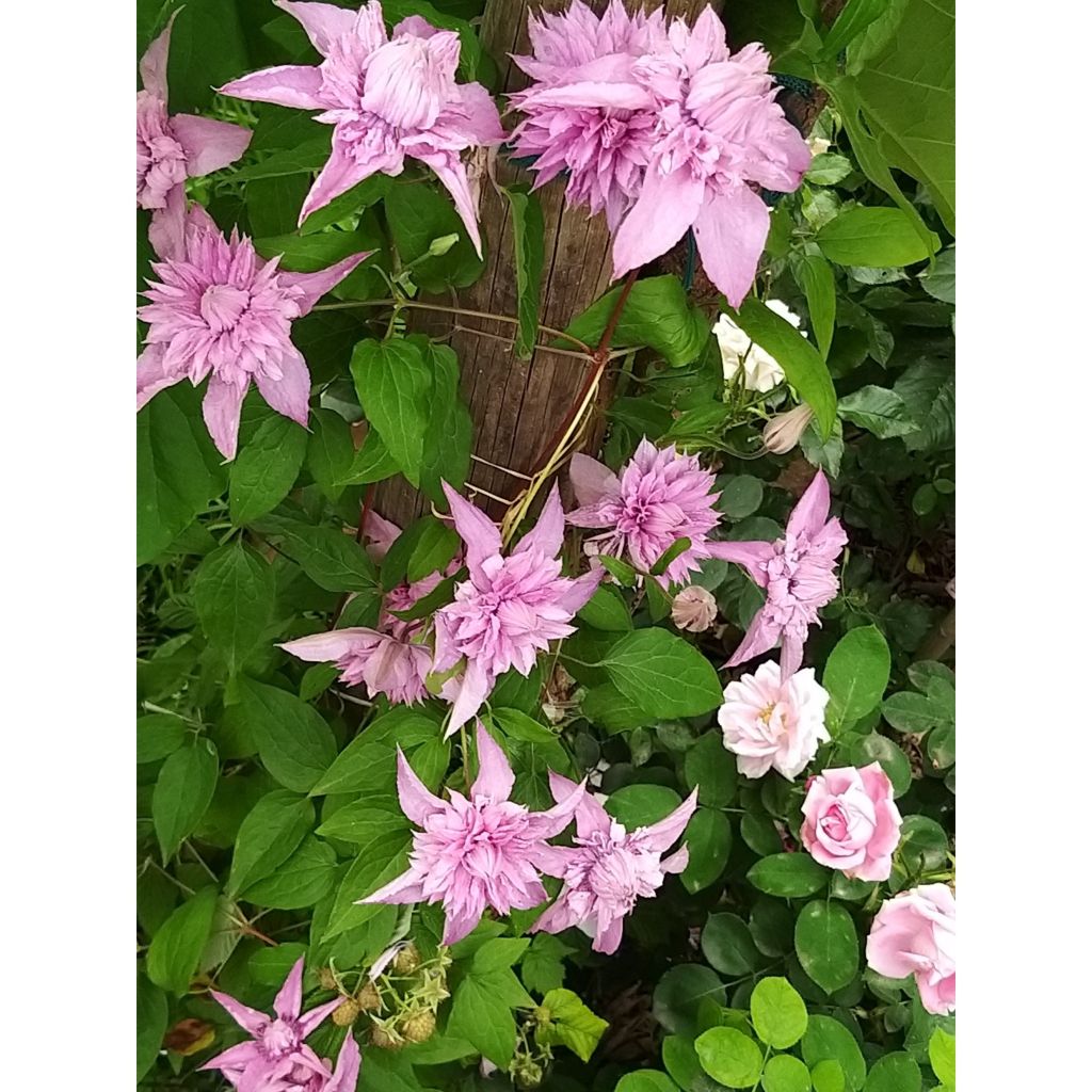 Clematis Multi Pink