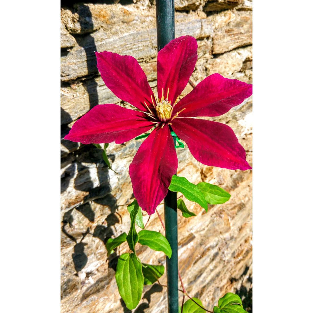 Clematis Niobe