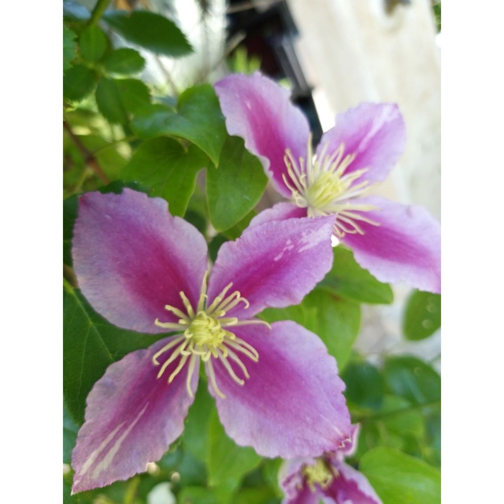 Clematis Piilu