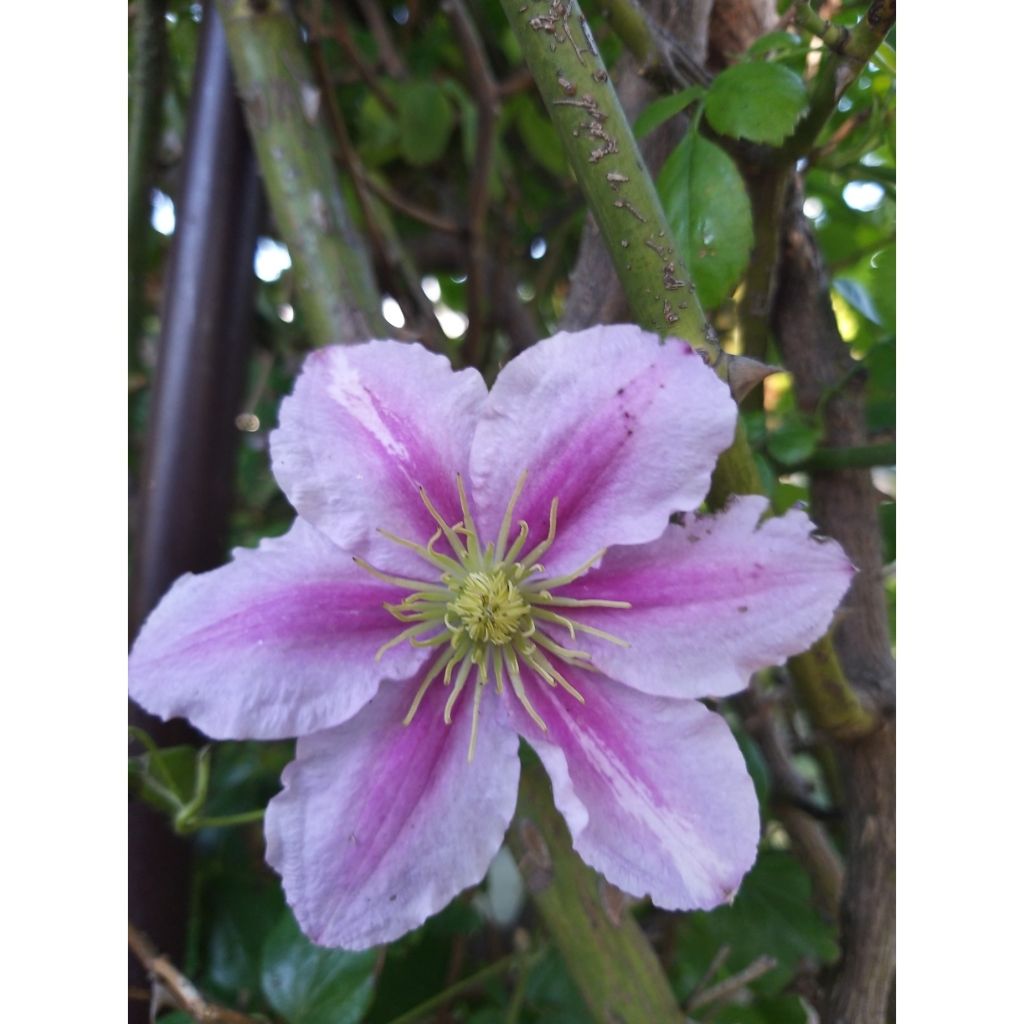 Clematis Piilu