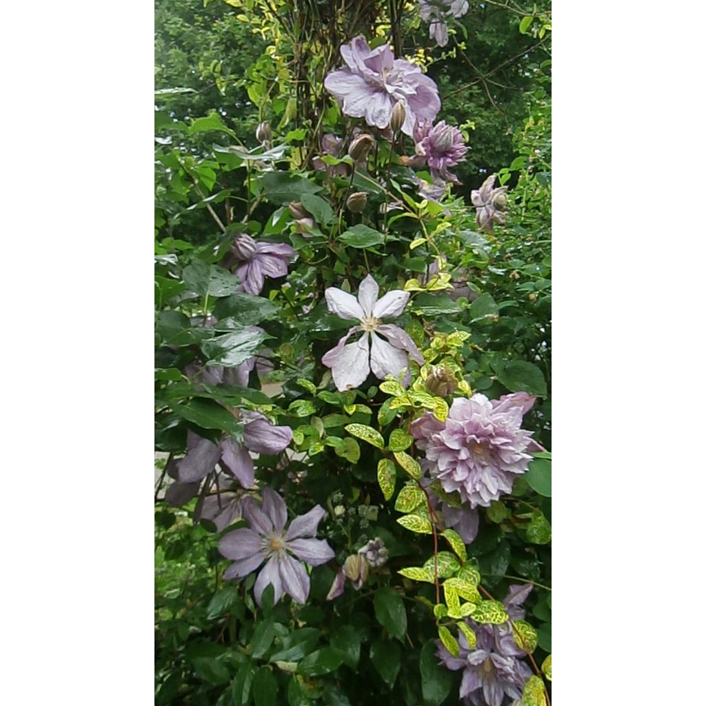 Clematis Proteus