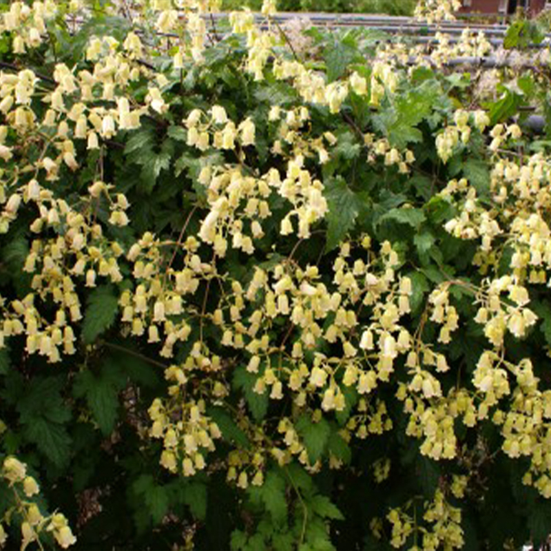 Clematis rehderiana