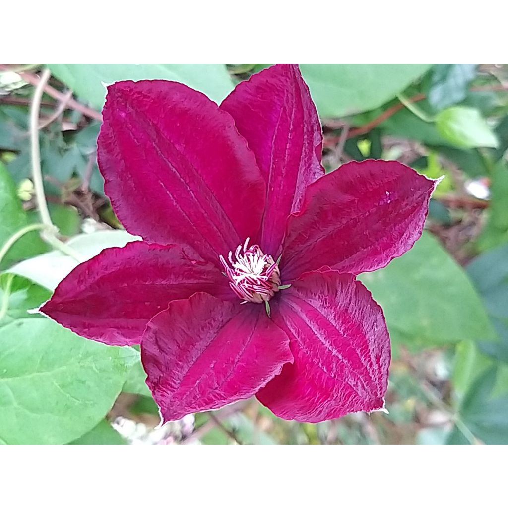 Clematis Rouge Cardinal