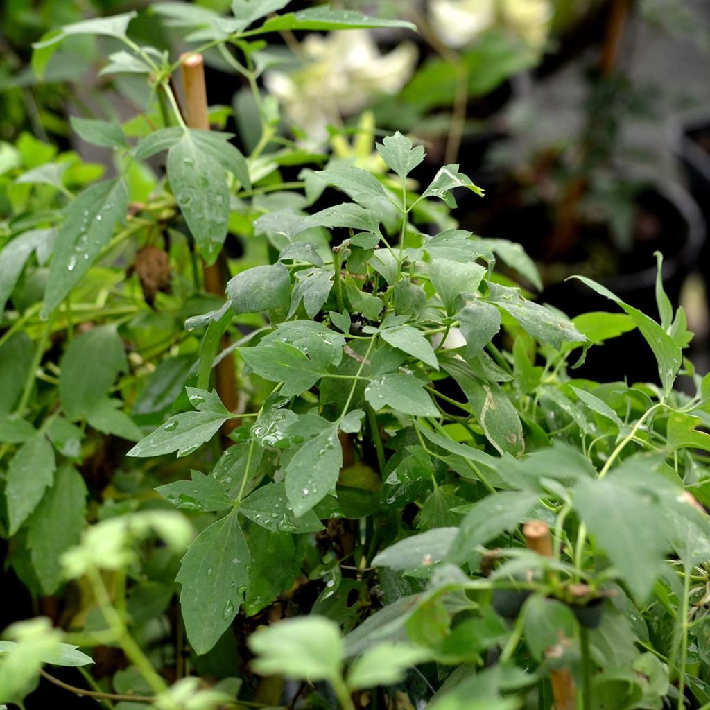 Clématite - Clematis tangutica Tibetan Mix