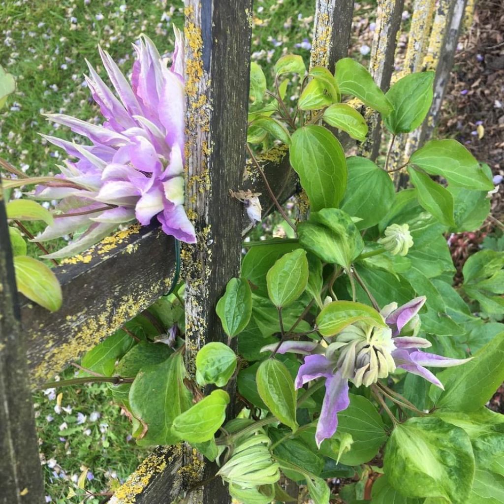 Clematis Teshio