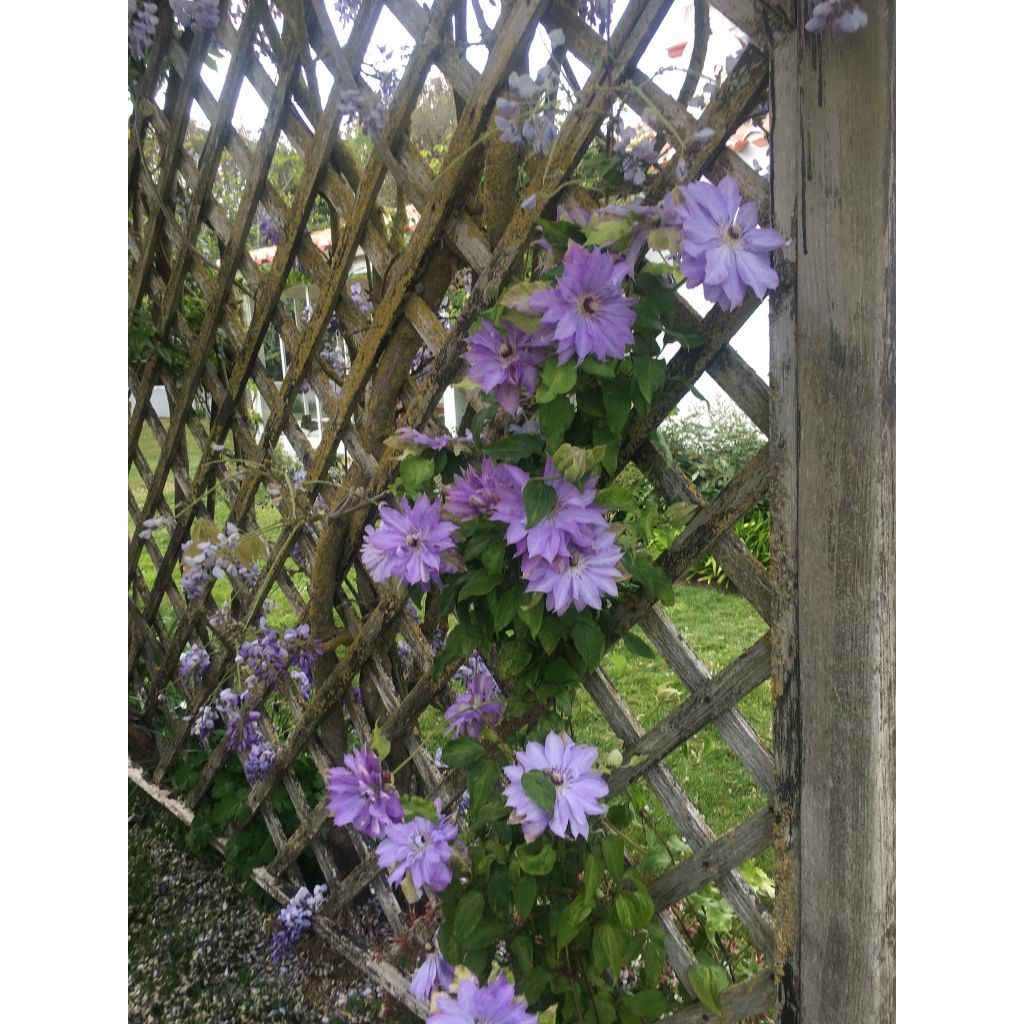 Clematis Teshio