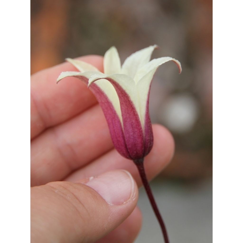 Clematis texensis Princess Kate - Flor de cuero escarlata