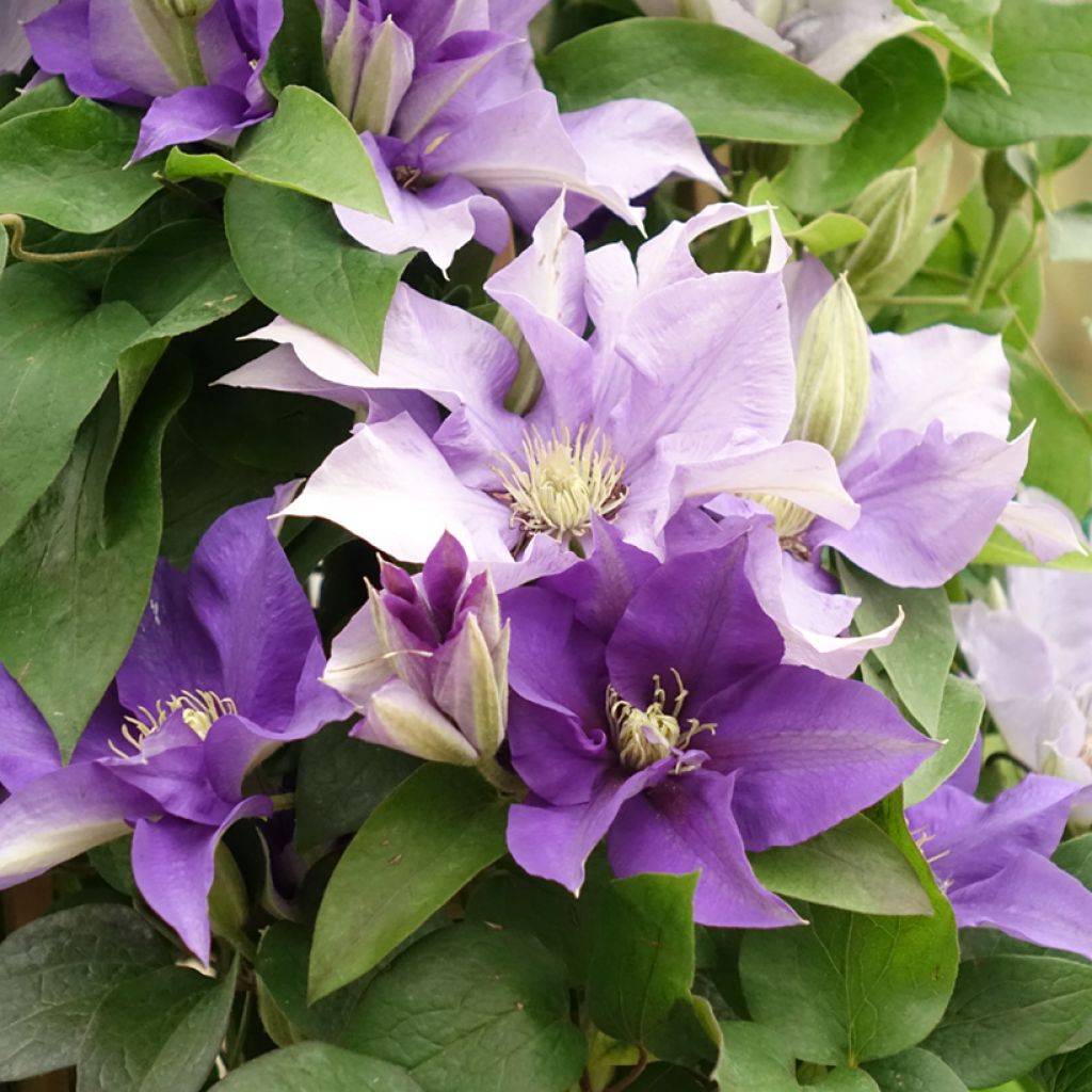 Clematis Mix Blue