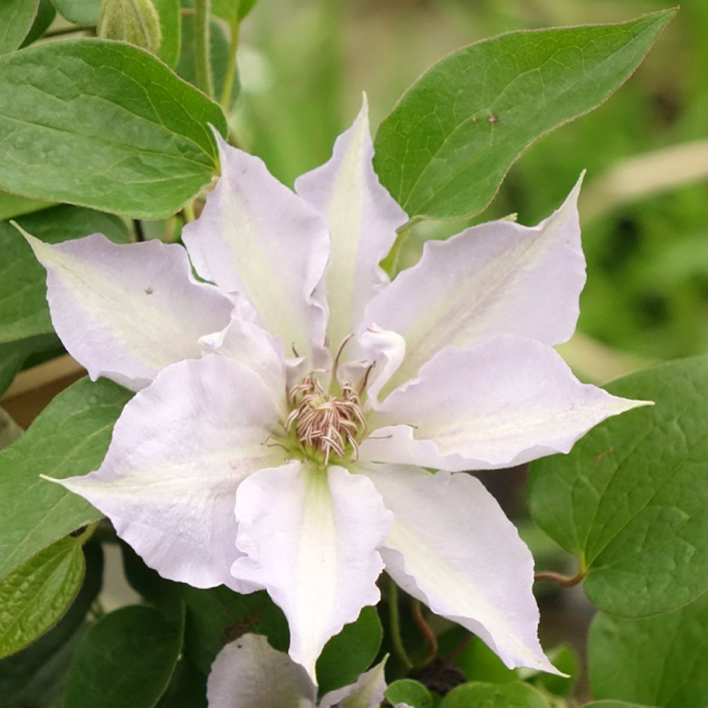 Clematis Mix Blue