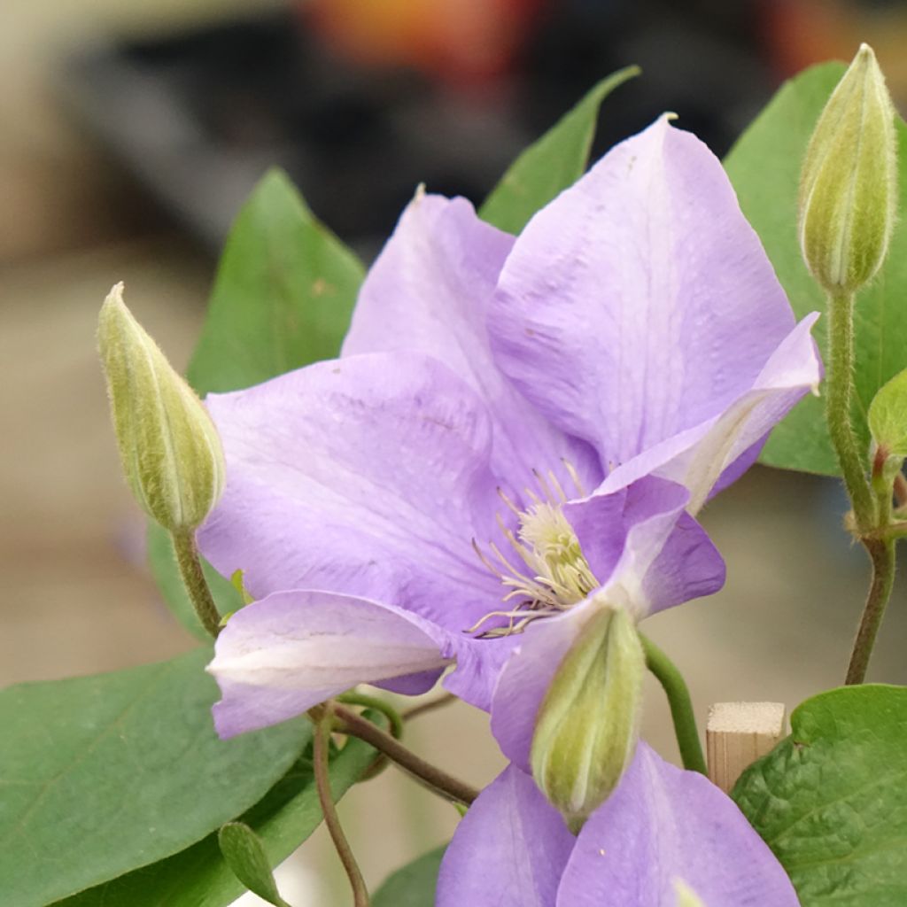 Clematis Mix Blue