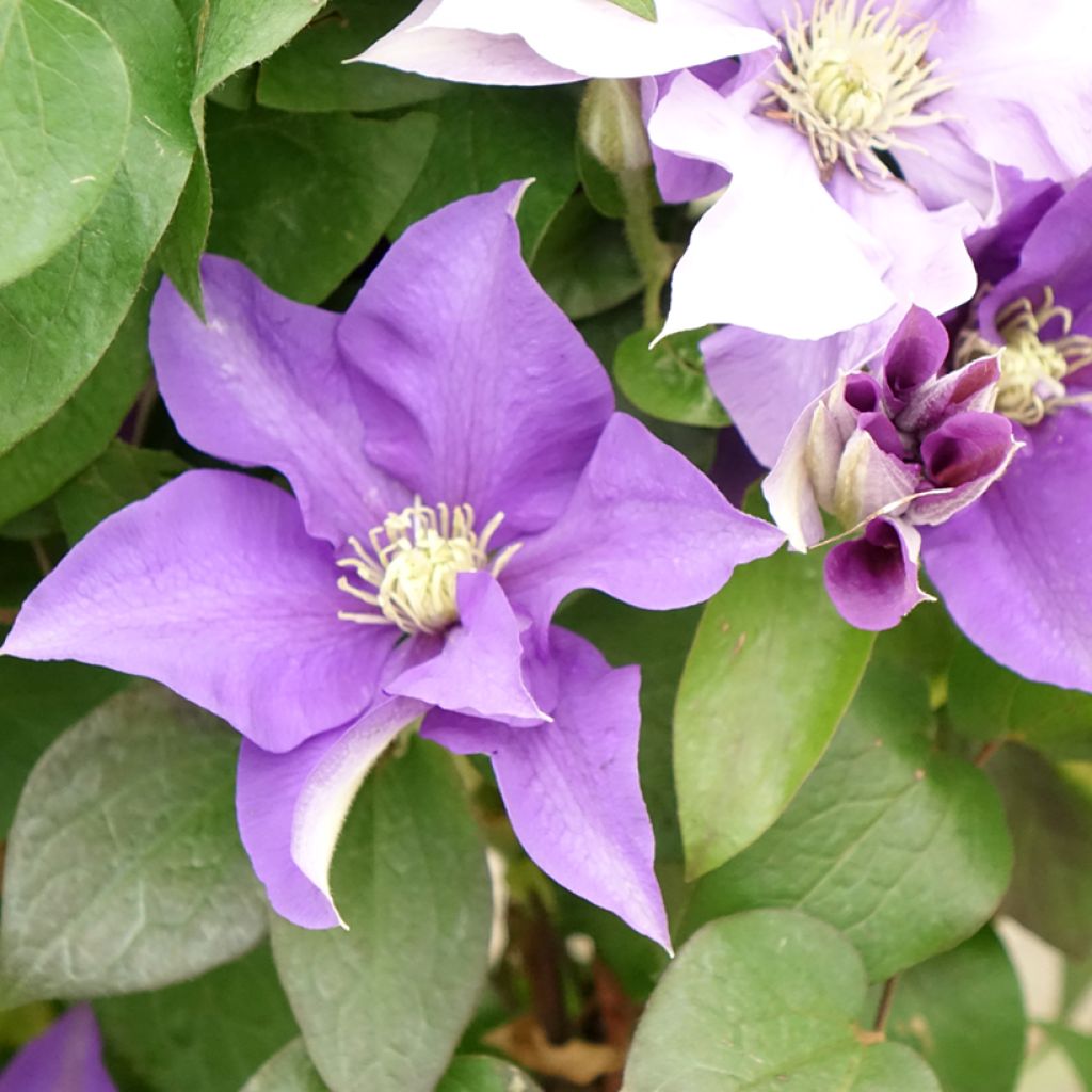 Clematis Mix Blue