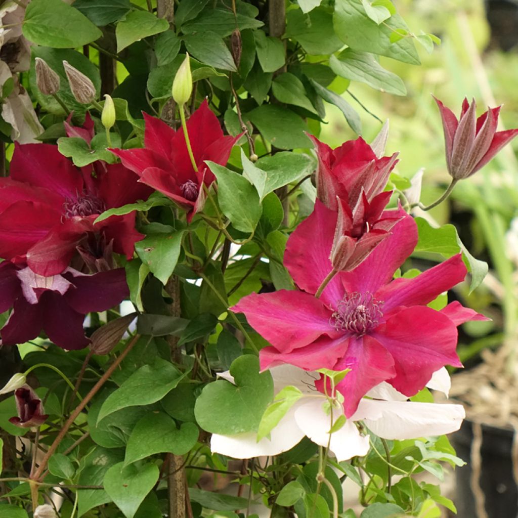 Clematis Mix Red