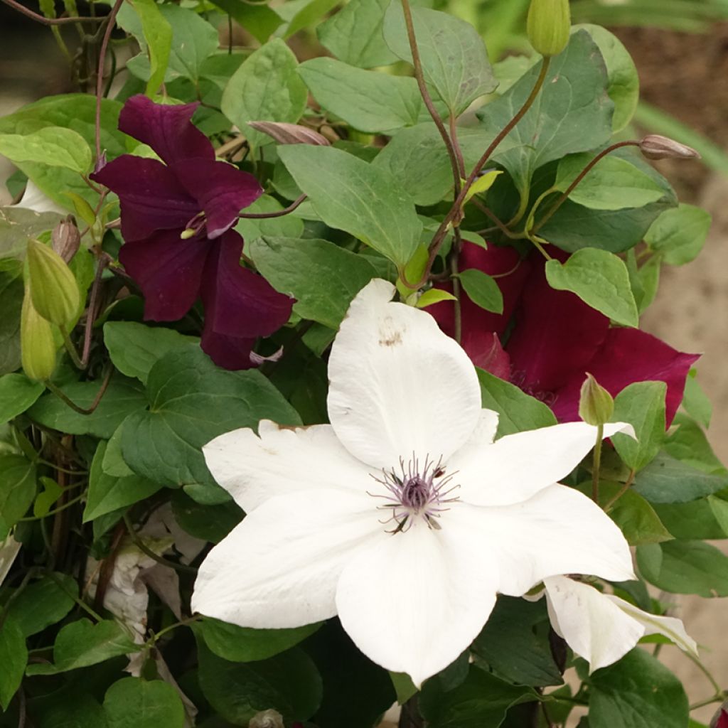 Clematis Mix Red