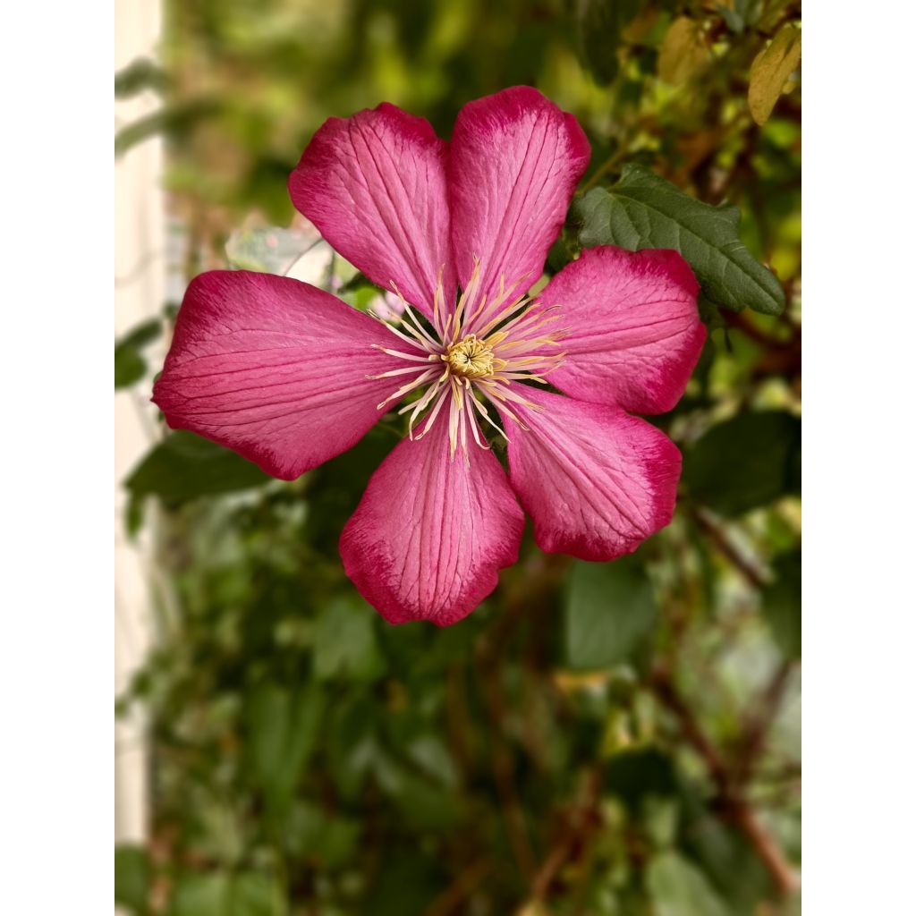 Clematis Ville de Lyon