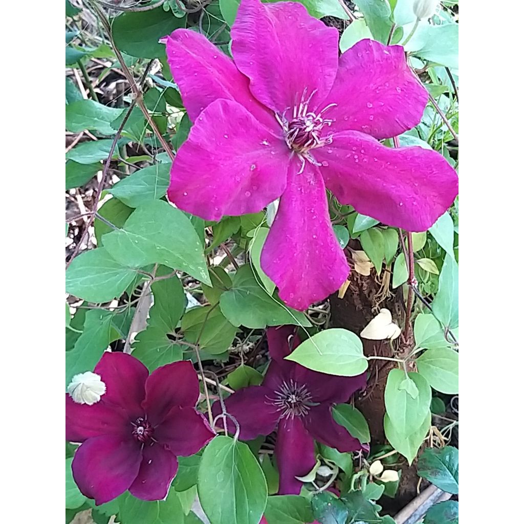 Clematis Westerplatte