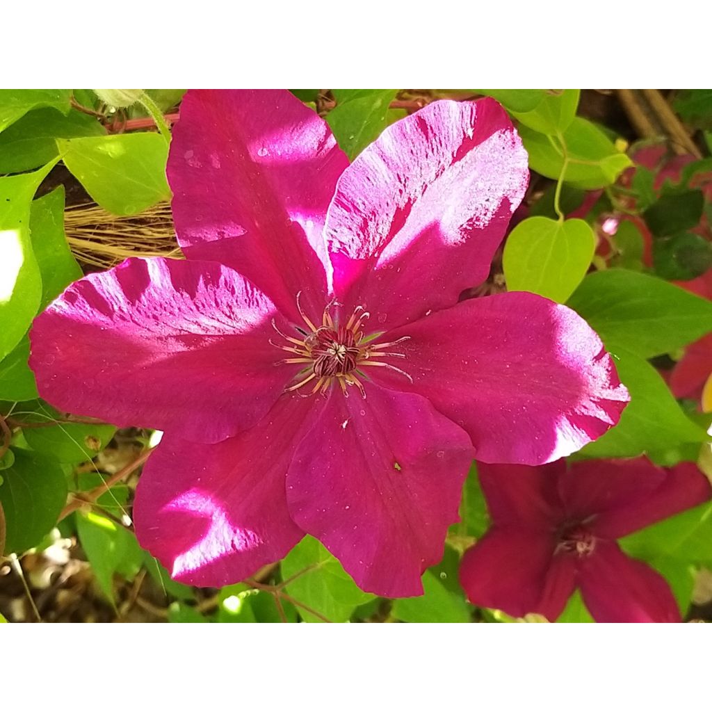 Clematis Westerplatte