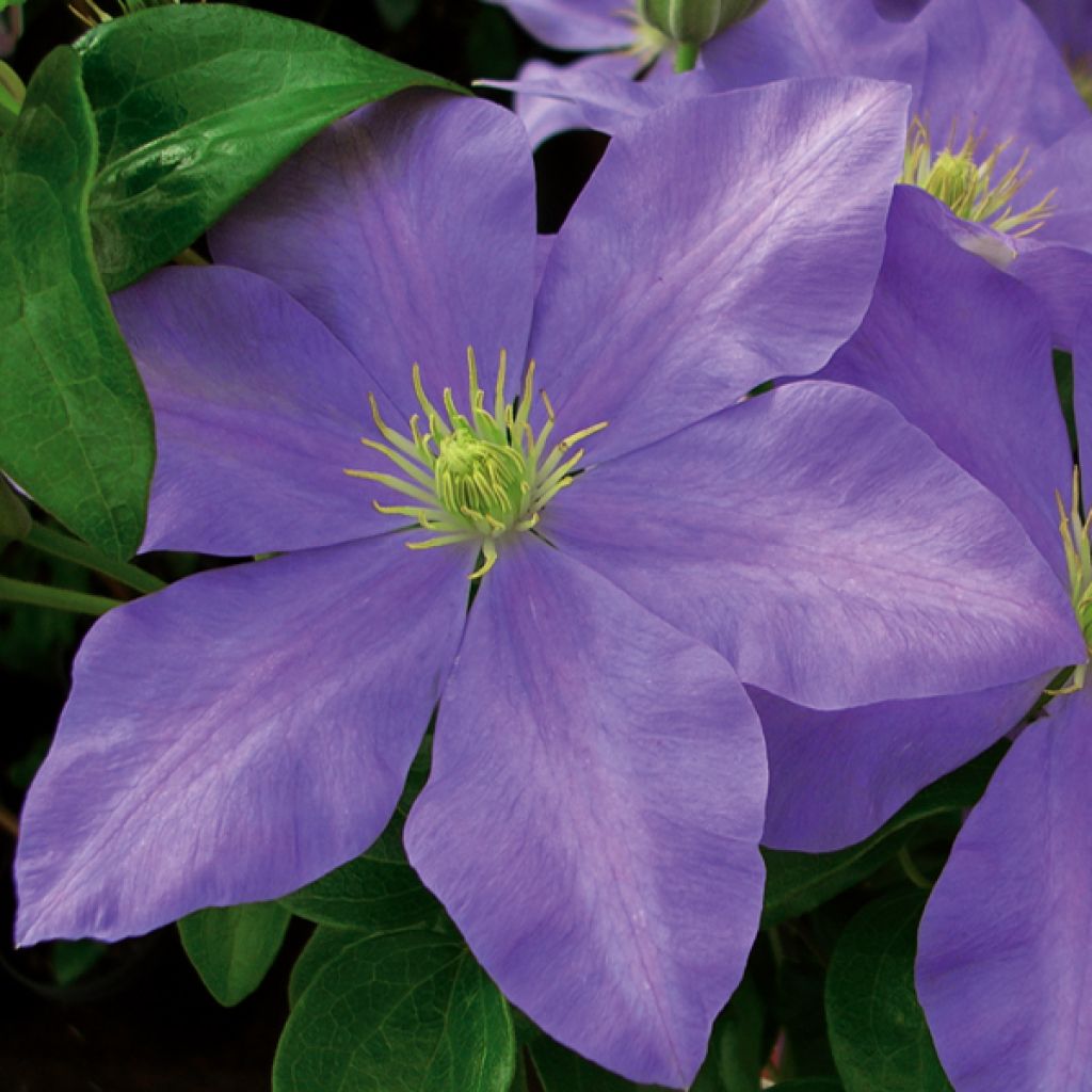 Clematis Fuji Musume