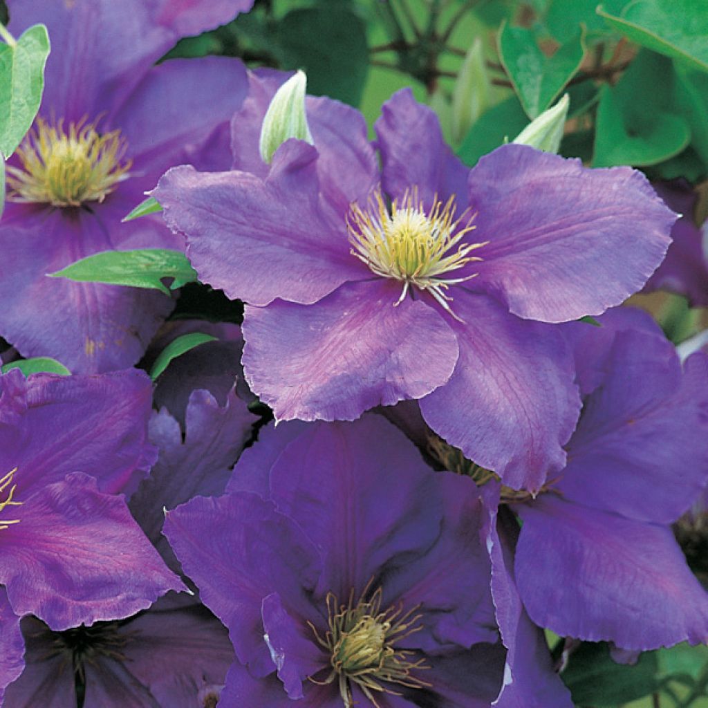 Clematis Général Sikorski