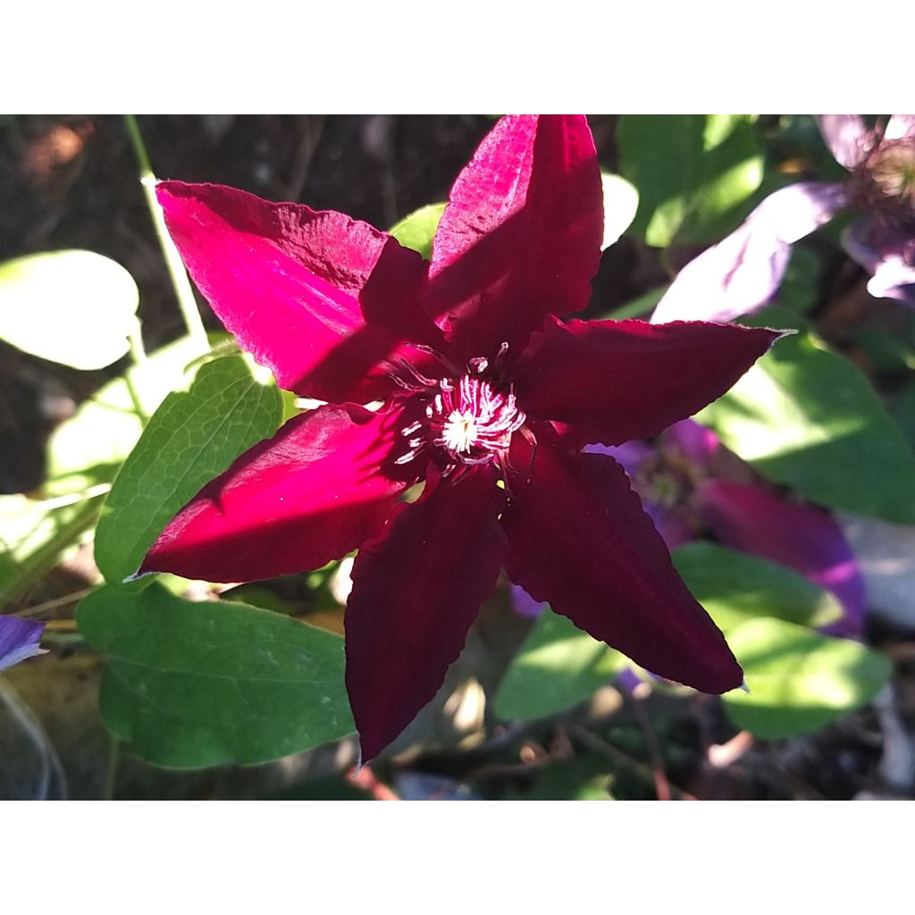 Clematis Huvi