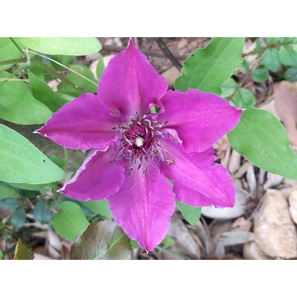 Clematis Huvi