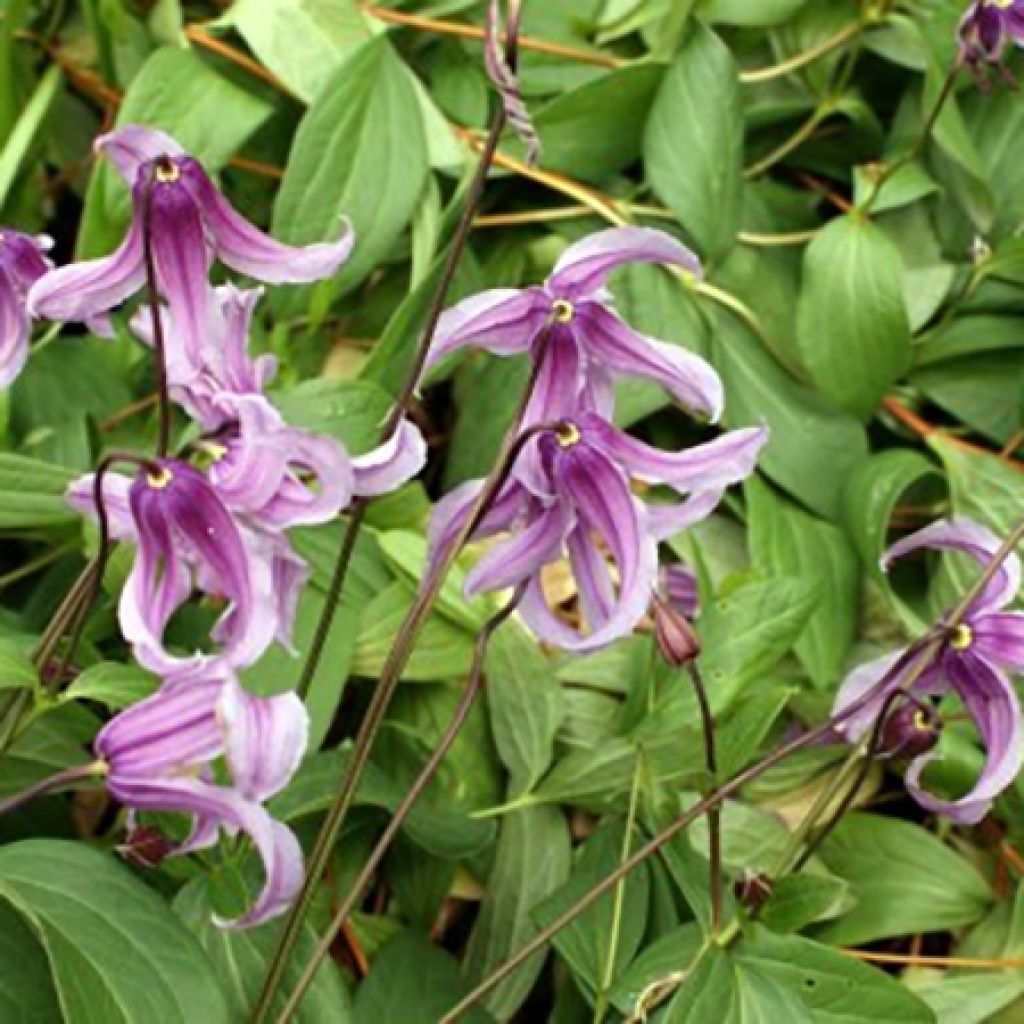 Clematis integrifolia Rosea