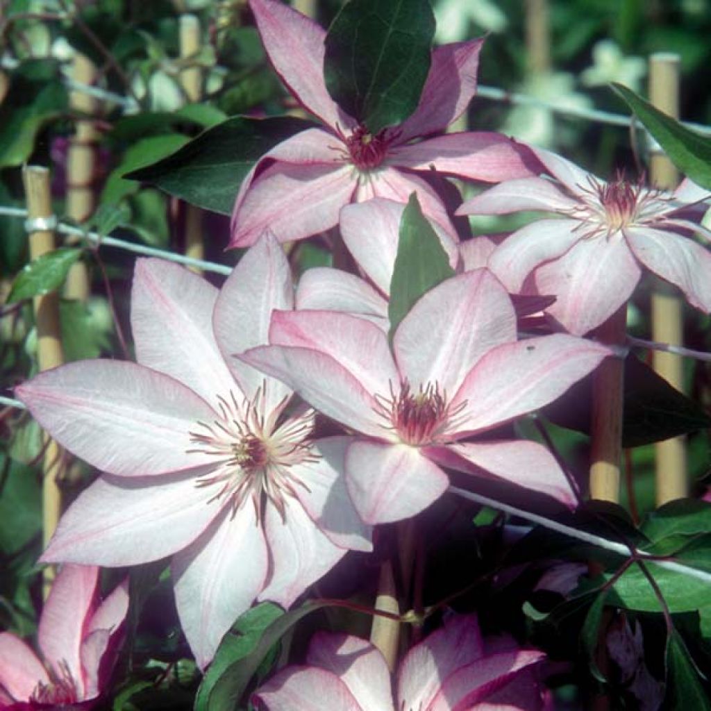 Clématite Omoshiro