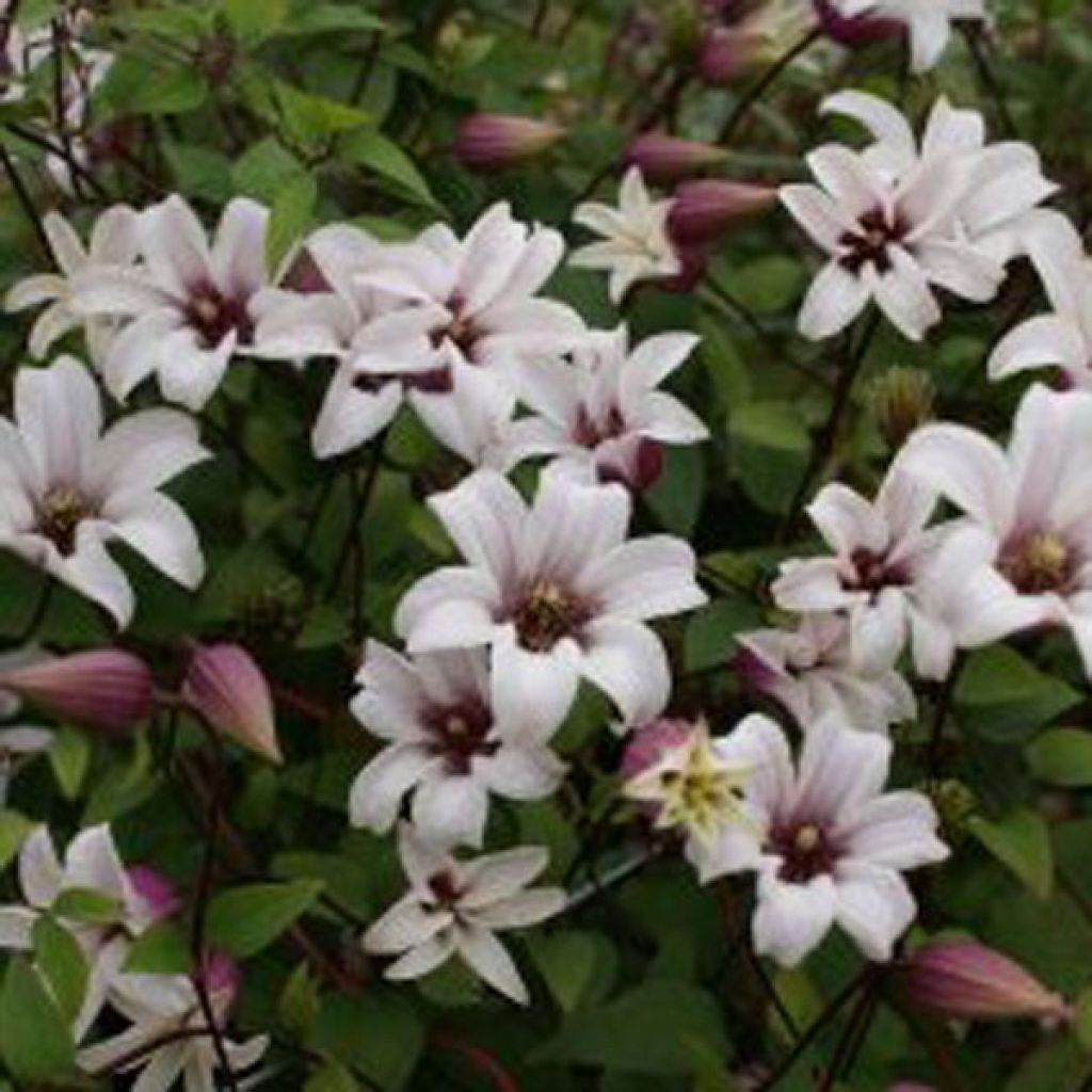 Clematis texensis Princess Kate - Flor de cuero escarlata