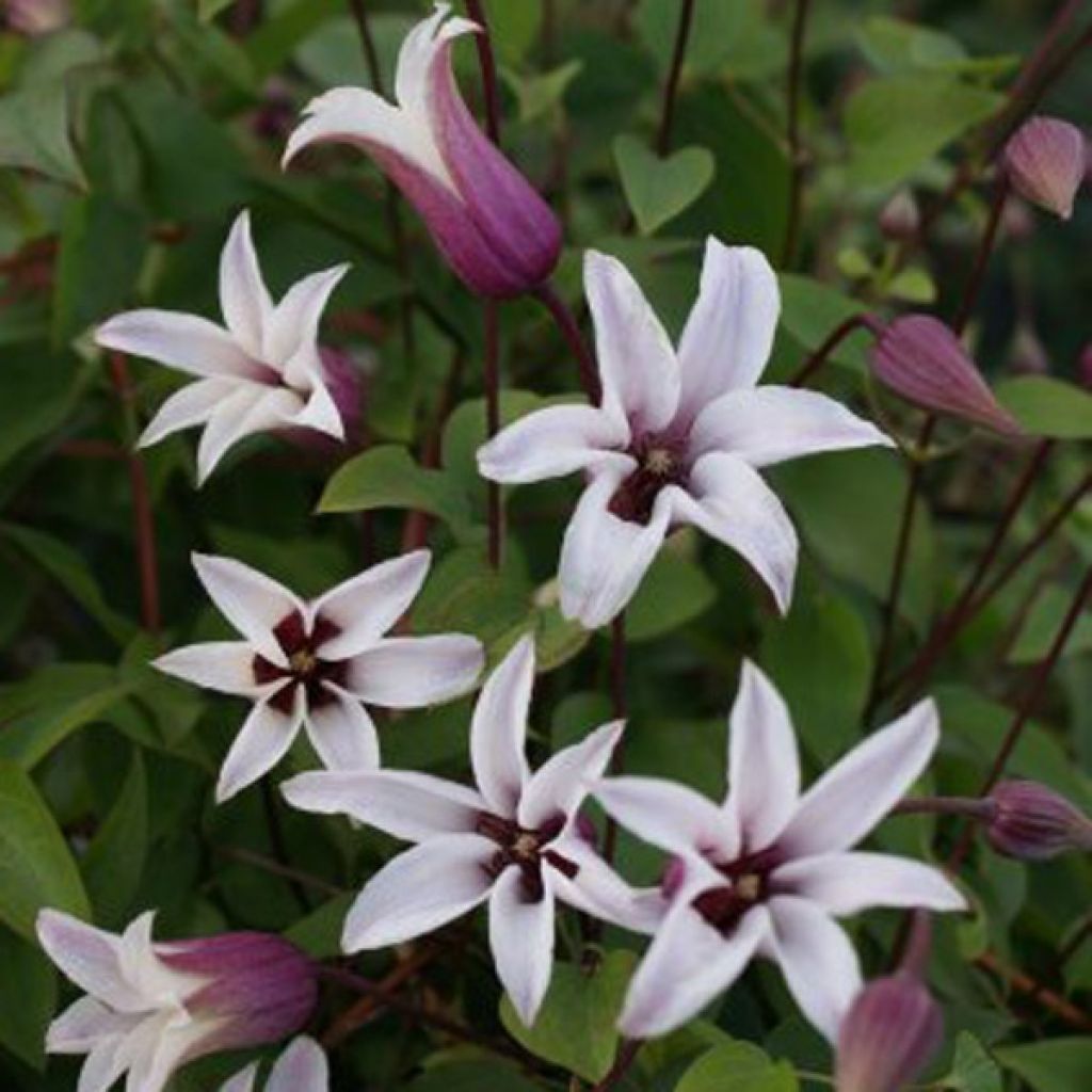 Clematis texensis Princess Kate - Flor de cuero escarlata