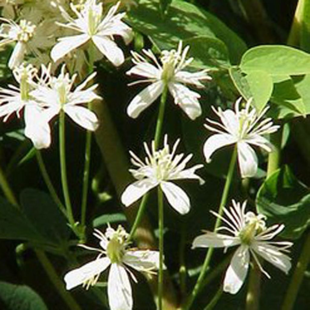 Clematis recta Purpurea